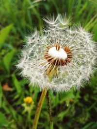 Close-up of dandelion