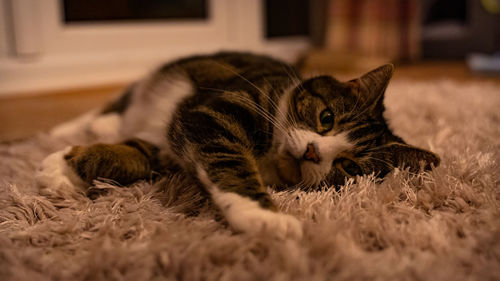 Close-up of cat resting on rug