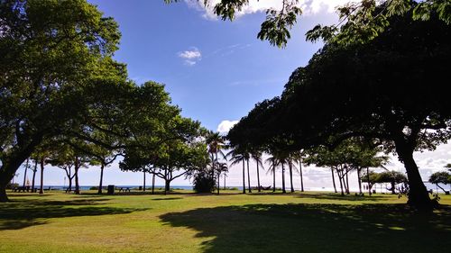 Trees on field against sky