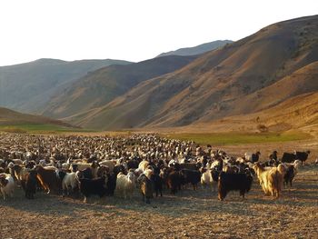 Flock of sheeps on field against mountains