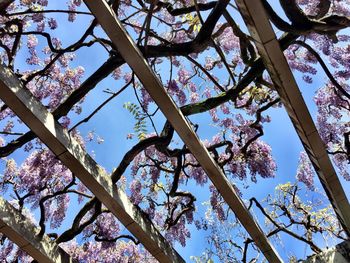 Low angle view of tree against blue sky