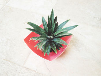 High angle view of cactus in bowl on tiled floor