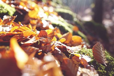 Close-up of maple leaves
