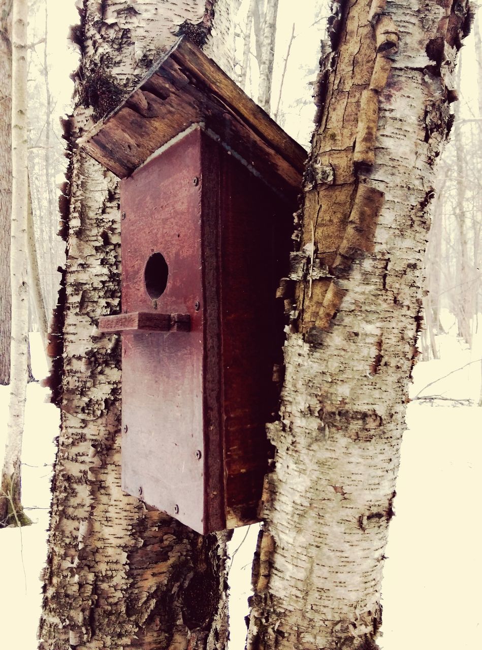 architecture, building exterior, built structure, house, old, tree, weathered, low angle view, sky, abandoned, damaged, bare tree, wall - building feature, outdoors, building, day, tree trunk, residential structure, no people, run-down