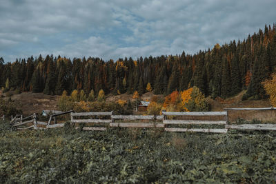 Plants growing on land against sky