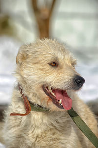 Close-up of dog looking away