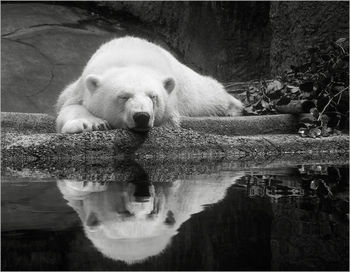 Portrait of sheep in water