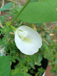 Close-up of white flowering plant