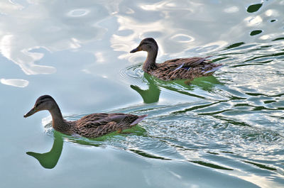 Duck swimming in lake