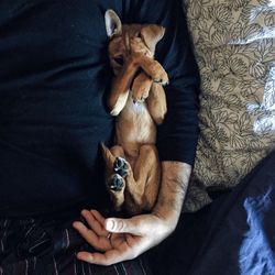 Cat resting on bed