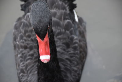 Close-up of black swan