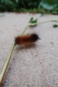 High angle view of insect