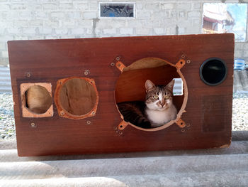 Portrait of cat on table