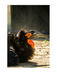 Close-up of a bird