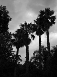 Low angle view of trees against sky