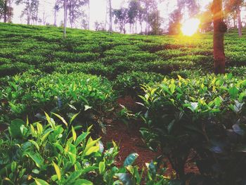 Plants growing on field