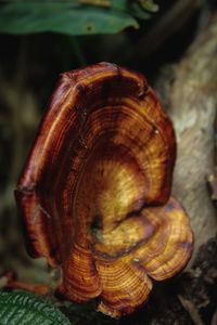 Close-up of snail