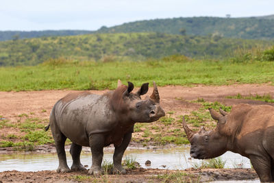Two white rhinos standing in the water