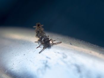 Close-up of spider on table