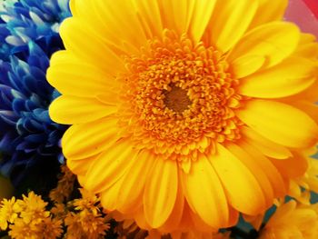 Close-up of yellow flower
