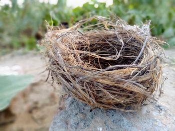 nest