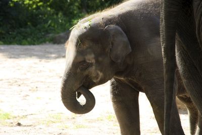 Close-up of elephant standing on field