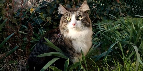 Cat in a field