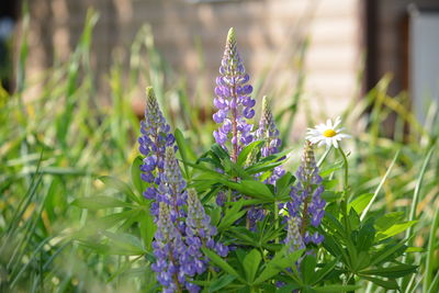 Close-up of purple flowering plants