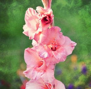 Close-up of pink flower against blurred background