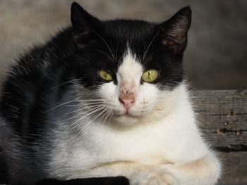 Close-up portrait of cat