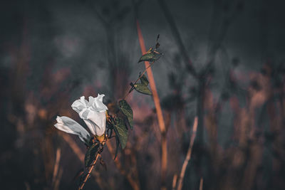 plant