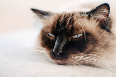 Close-up portrait of a cat