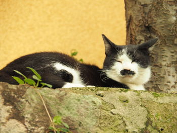 Close-up portrait of a cat