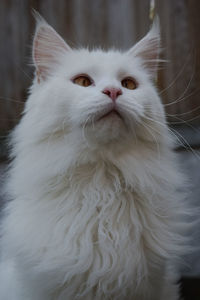 Close-up portrait of a white cat