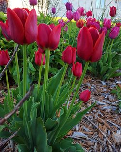 Close-up of red flowers blooming in field