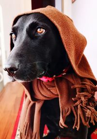 Close-up of dog looking away at home