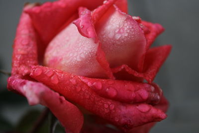 Close-up of raindrops on pink rose