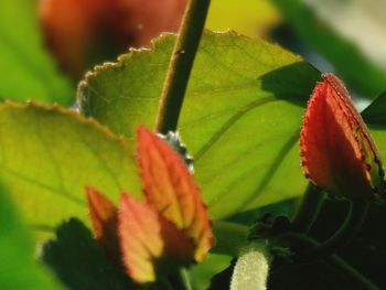 Close-up of red flower