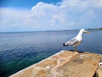 Seagull perching on a sea against sky