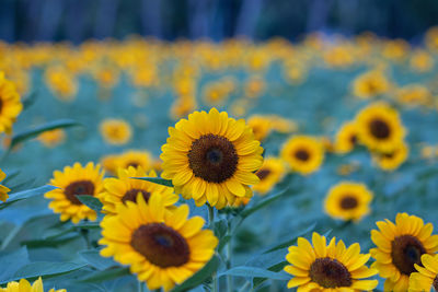 Close-up of sunflowers on field