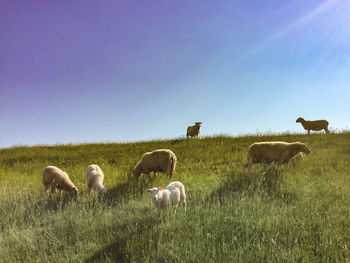 Sheep grazing on grassy field against sky during sunny day