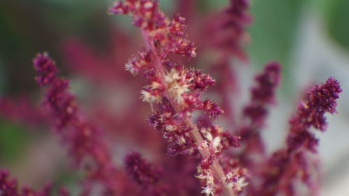 Close-up of pink flowering plant