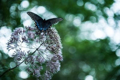 Close-up of butterfly perching on flower