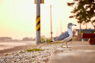 Close-up of seagull perching on land