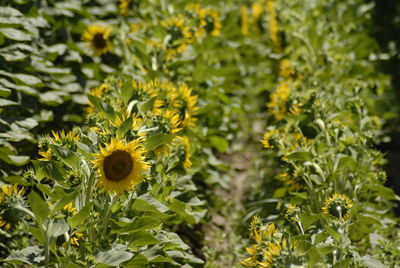 Close-up of yellow flowers growing in field