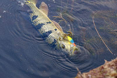 High angle view of turtle swimming in lake