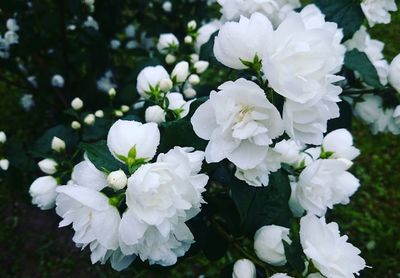 Close-up of white flowers blooming outdoors