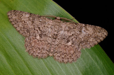 Close-up of snake on leaf at night