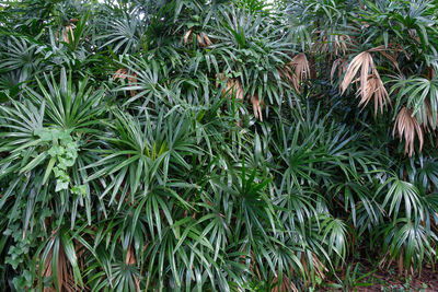 Full frame shot of fresh plants on field