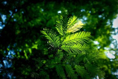 Close-up of fern leaves